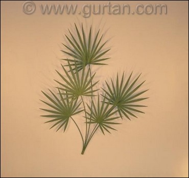 Chinese Palm