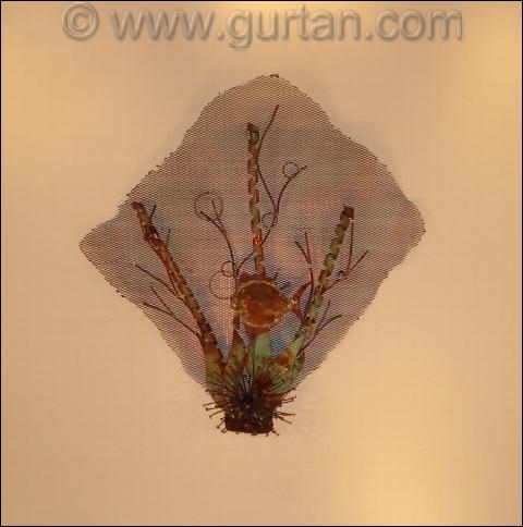 Sea Fan Autdoor Metal Wall Art Single